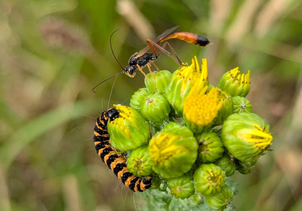 A black and yellow caterpillar on a ragwort plant and an Ichneumon wasp