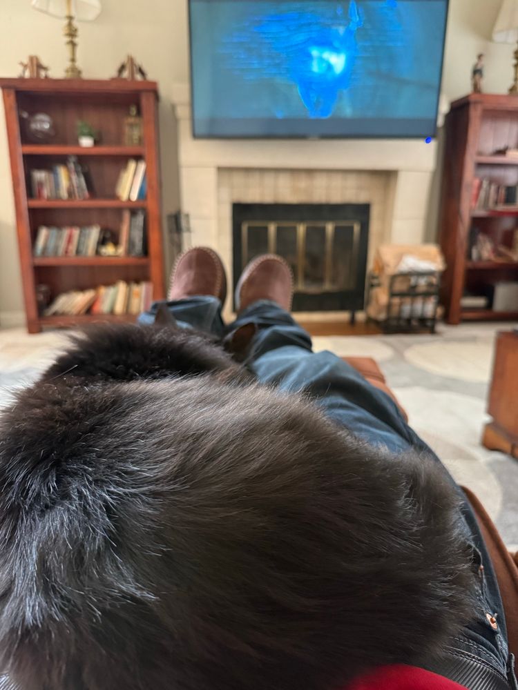 Picture of a fluffy black cat in my lap, TV in the background