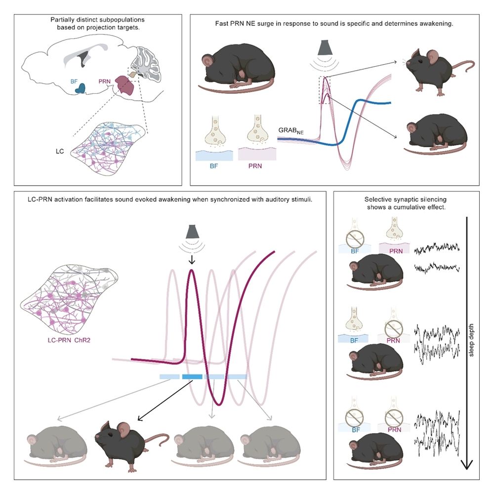 The locus coeruleus norepinephrine (LC-NE) system regulates arousal and awakening; however, it remains unclear whether the LC does this in a global or circuit specific manner. We hypothesized that sensory-evoked awakenings are predominantly regulated by specific LC-NE efferent pathways. Anatomical, physiological, and functional modularities of LC-NE pathways involving the mouse basal forebrain (BF) and pontine reticular nucleus (PRN) were tested. We found partial anatomical segregation between the LC->PRN and LC->BF circuits. Extracellular NE dynamics in BF and PRN exhibited distinct sound-evoked activation during sleep, including a fast sound-evoked NE peak specific to PRN. Causal optogenetic interrogation of LC efferent pathways, by retro-ChR2 activation or PdCO silencing of synapses in target regions, revealed a pivotal role for early LC->PRN activity in driving arousal and sound-evoked awakenings. Together, our results uncover a prominent role for early LC-NE PRN activity in connecting sensory and arousal pathways and establish LC heterogeneity in regulating arousal.