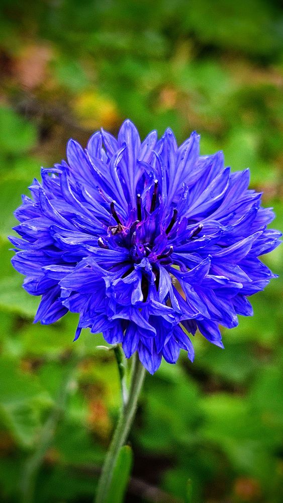 Centaurea cyanus bloom