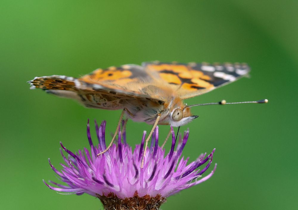 Butterfly resting on top of a purple thistle head. The background is blurred out. It is a macro shot so you can see the butterfly's eyes.