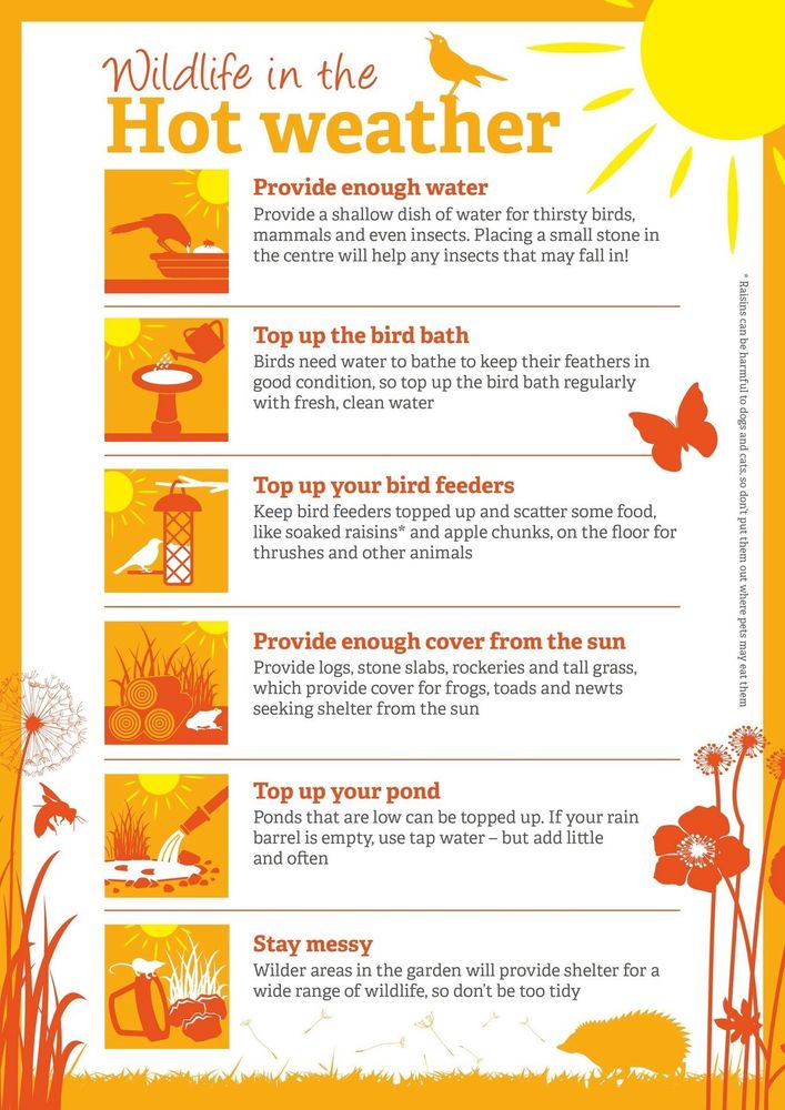 A graphic providing tips for helping wildlife in hot weather. The graphic uses orange and white illustrations and text to convey how to support thirsty and heat-sensitive animals during the summer. The advice includes: providing shallow dishes of water, topping up bird baths with clean water, keeping bird feeders full, giving animals cover from the sun with logs and tall grass, keeping ponds topped-up, and leaving wilder areas in gardens for shelter. A sidebar alerts readers about the danger of raisins to pets.