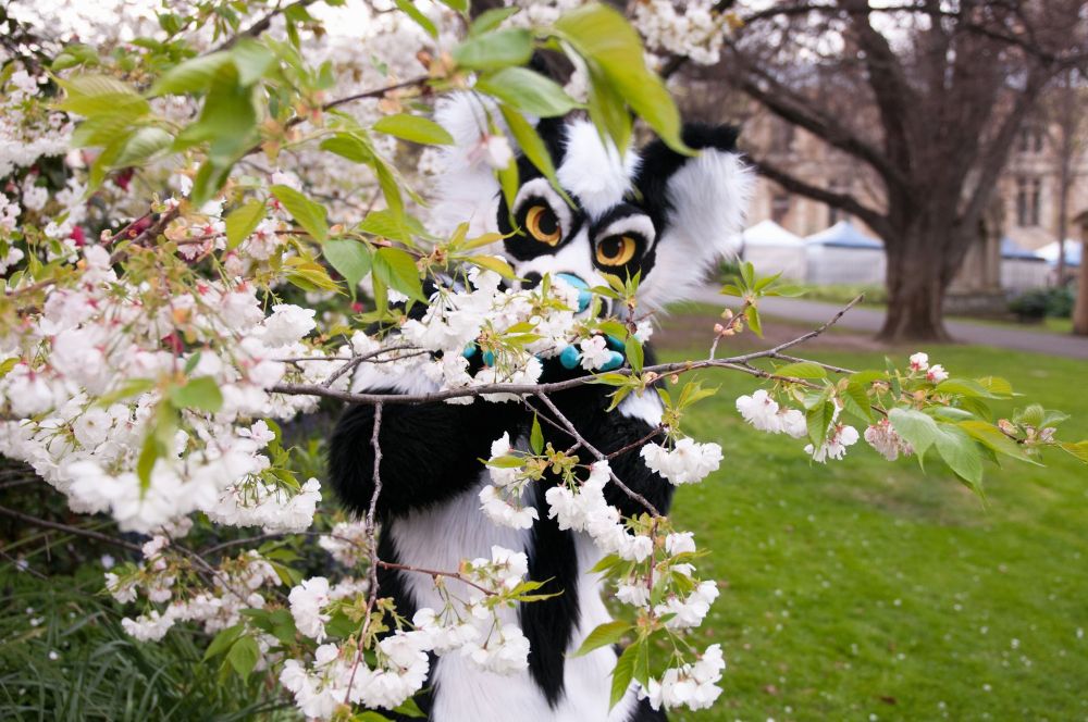A photo I took of Fozzaroo wearing his Dino Dog fursuit, Stout at a local park.