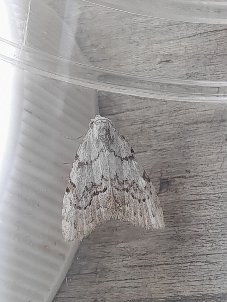Least Black Arches