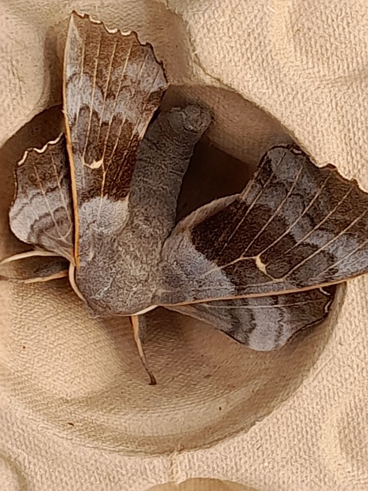 Poplar Hawk moth