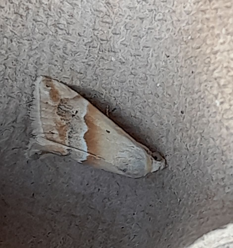 Small Marbled