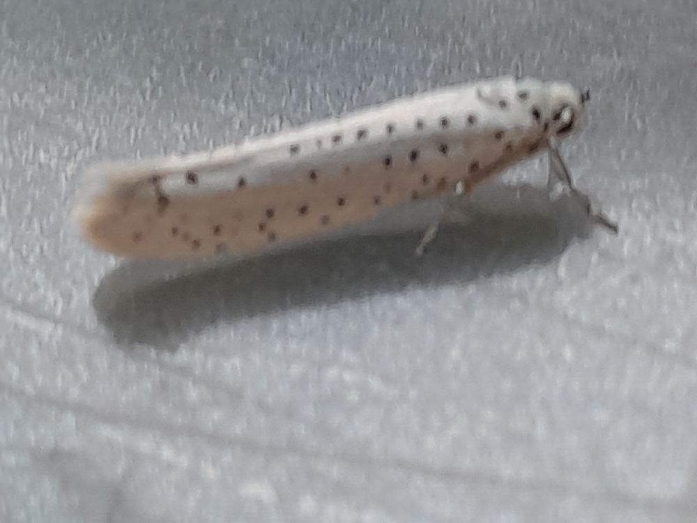 Bird cherry ermine
