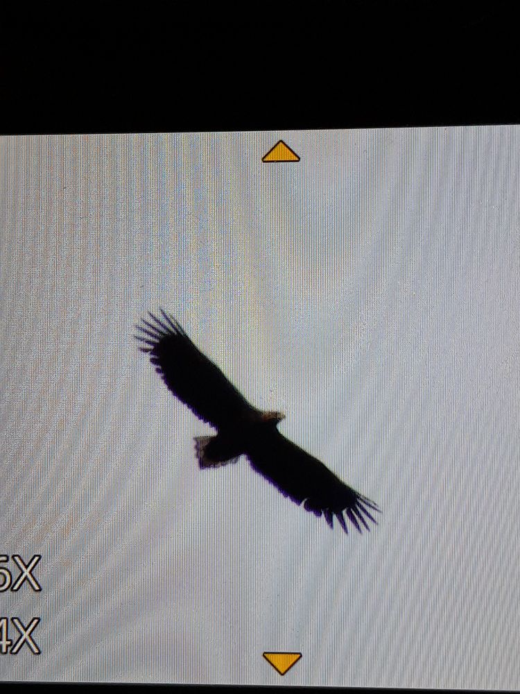 White Tailed Eagle