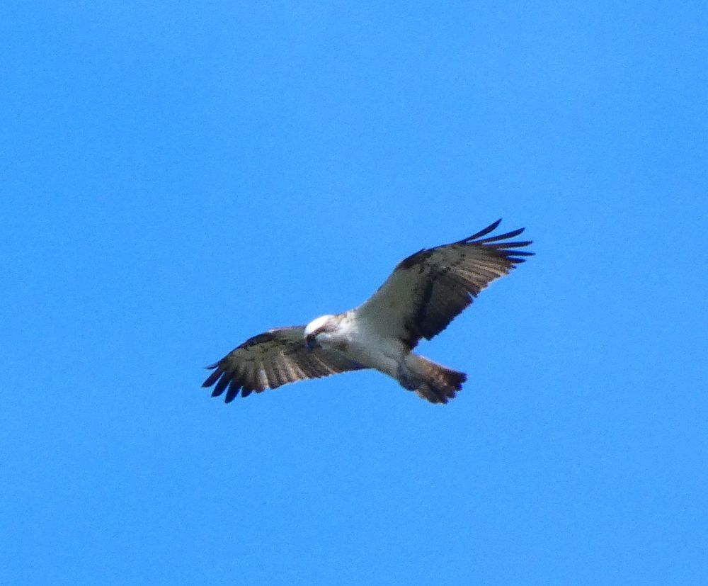 Osprey