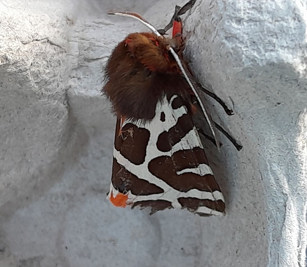Garden Tiger