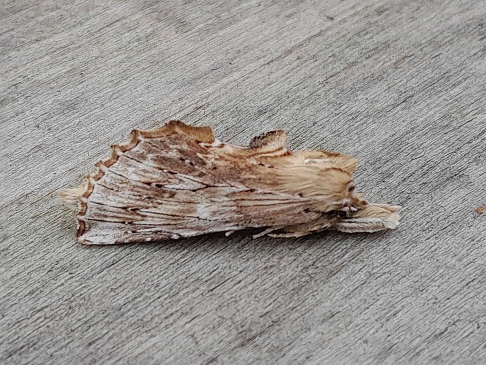 Pale Prominent 