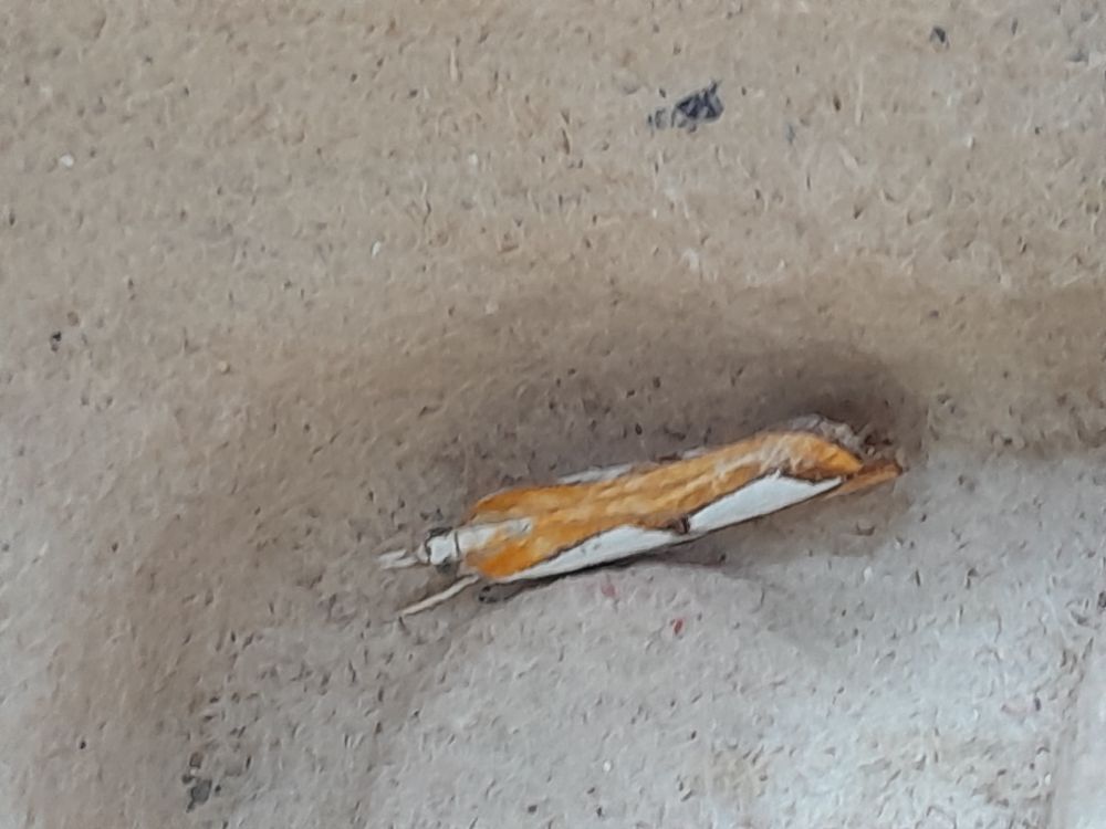 C. pinella NFG