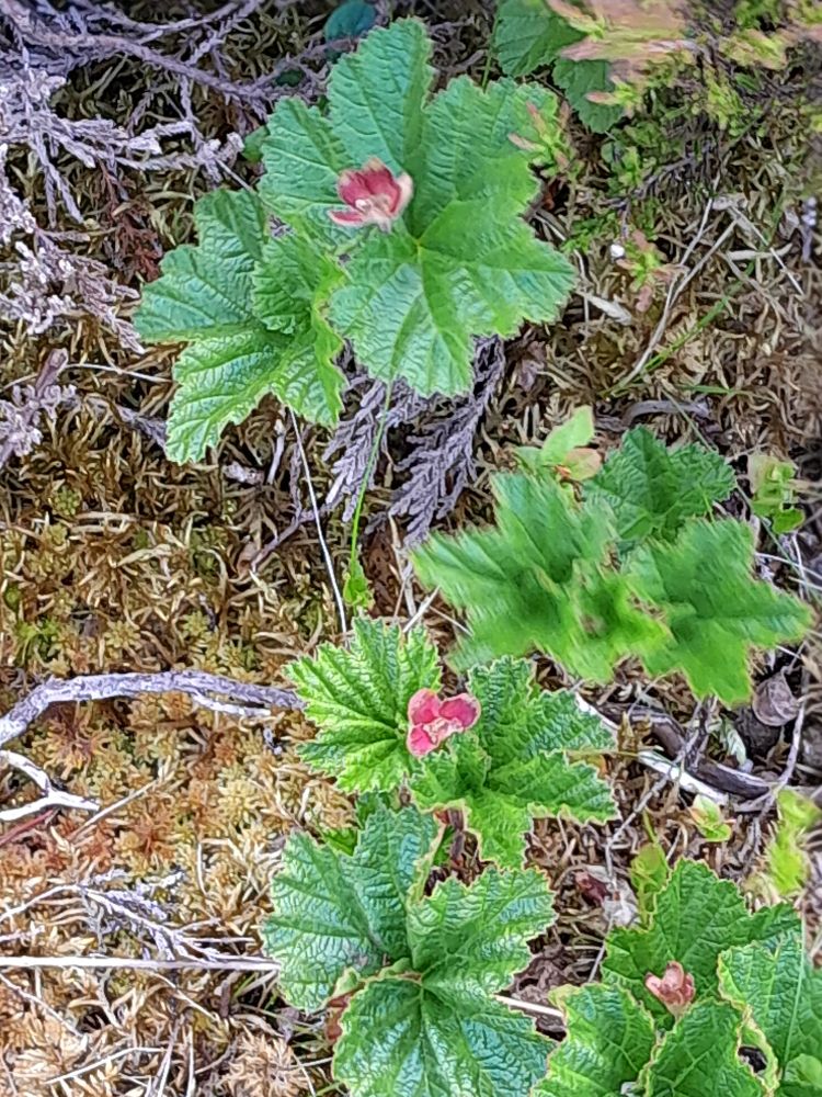 Cloudberry