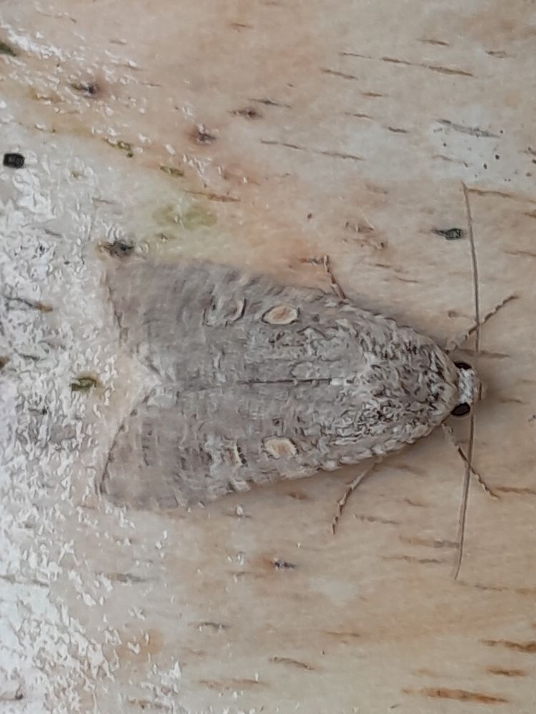 Small Mottled Willow 