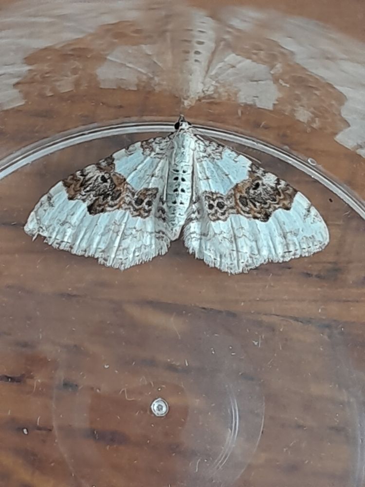 Silver Ground Carpet