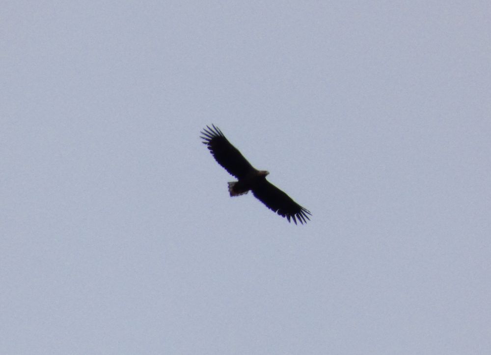 White Tailed Eagle