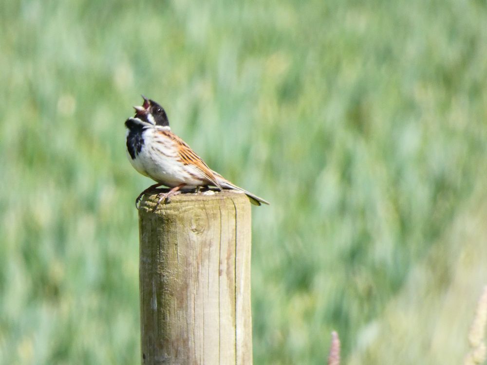 Singing Reed Bunting