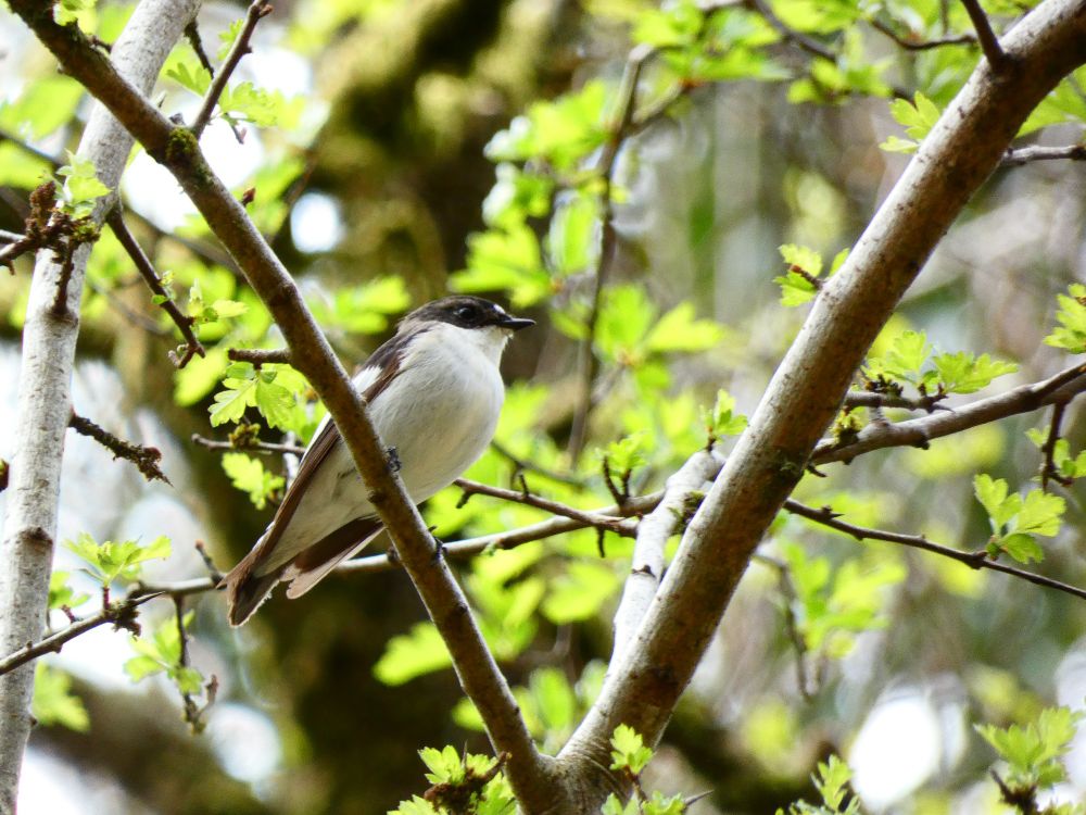 Pied Flycatcher 