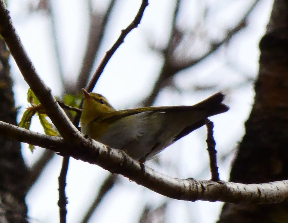 Wood Warbler