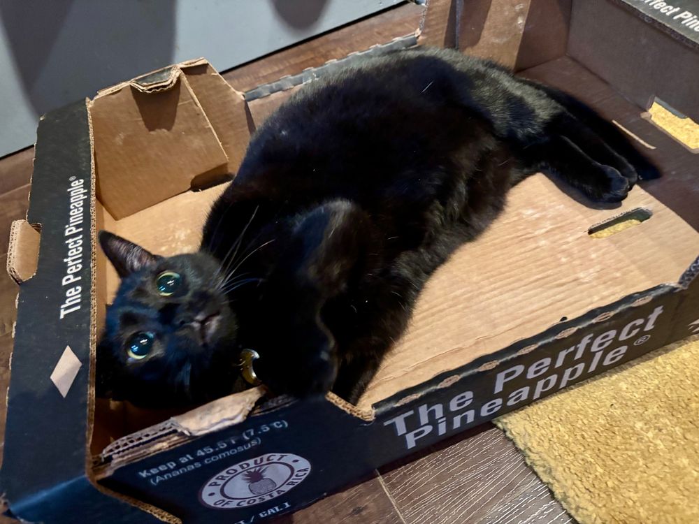 burly flops over playfully in the box, the camera is now at a slight top-down angle 