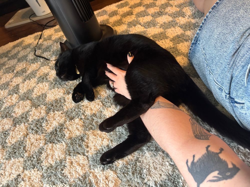 POV from me laying on my back on the floor- my arm is petting a large black cat lying next to me on a small checkered rug