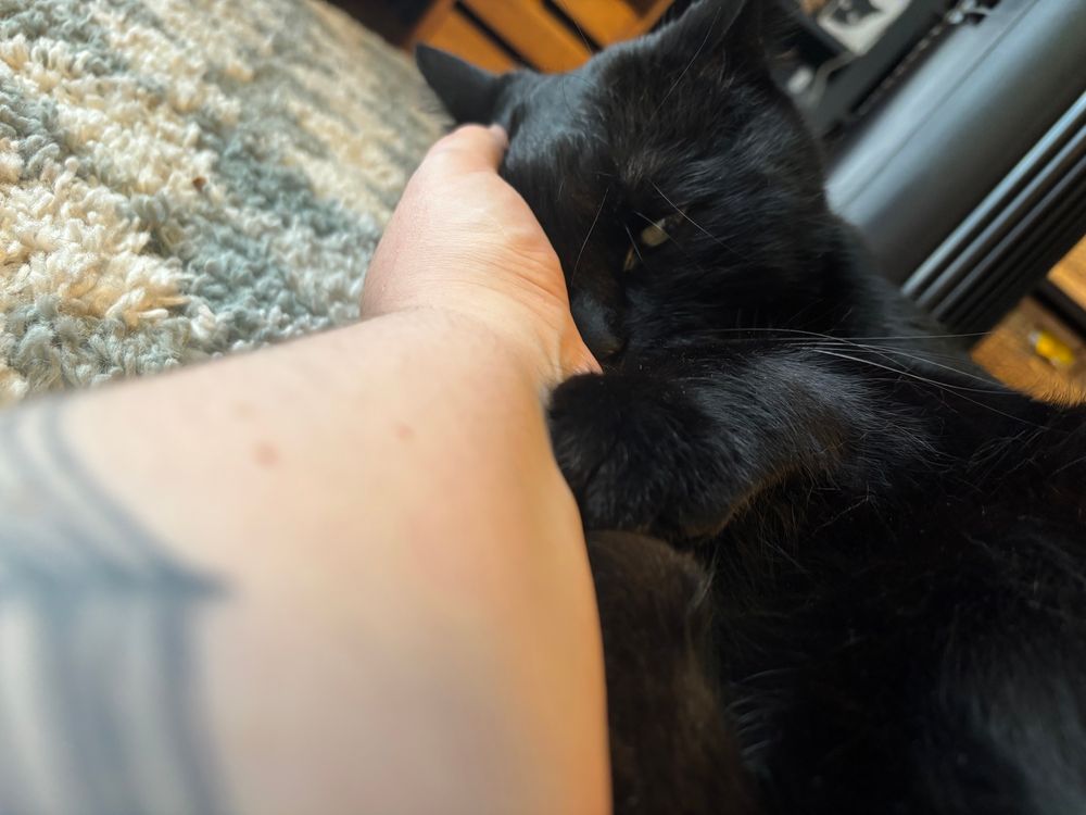 extreme pov looking straight down my arm, where my hand is cradling the cat’s face. his paw is on my arm