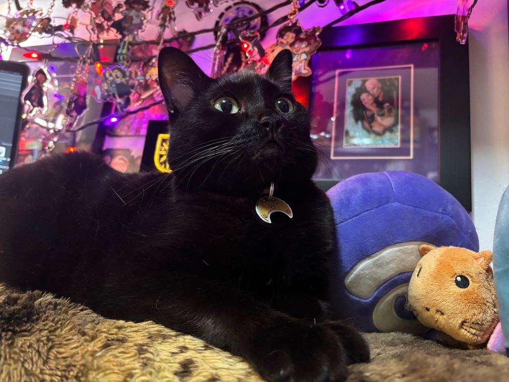 a small black cat sits on an old faux fur blanket on a maximally decorated desk. she’s rearing back with a “wtf” wide eyed expression 