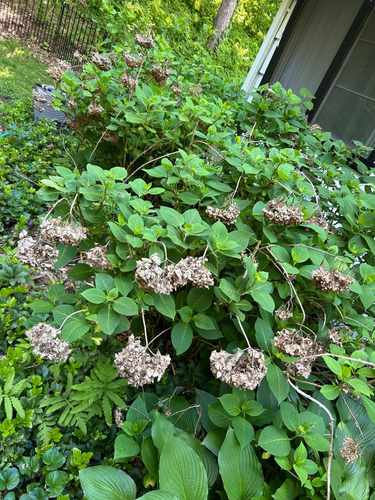 View of two hydrangea bushes with dead blooms from last year, not trimmed. Very green from this year. 