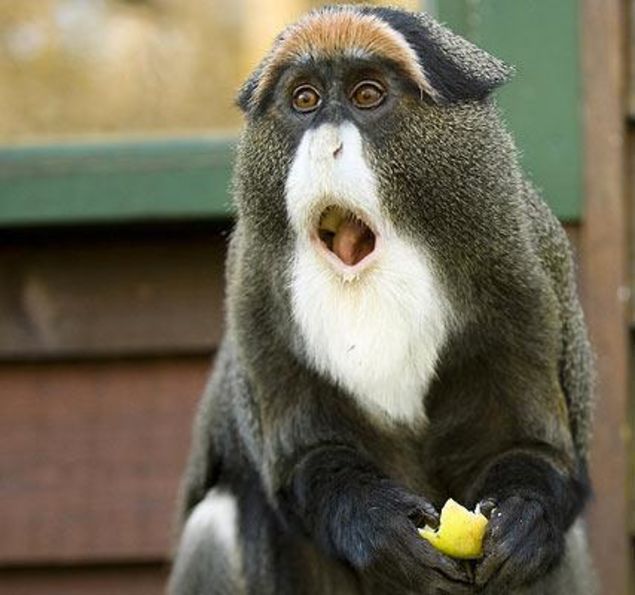A De Brazza monkey with its mouth wide open, it is holding some yellow fruit in its hands.