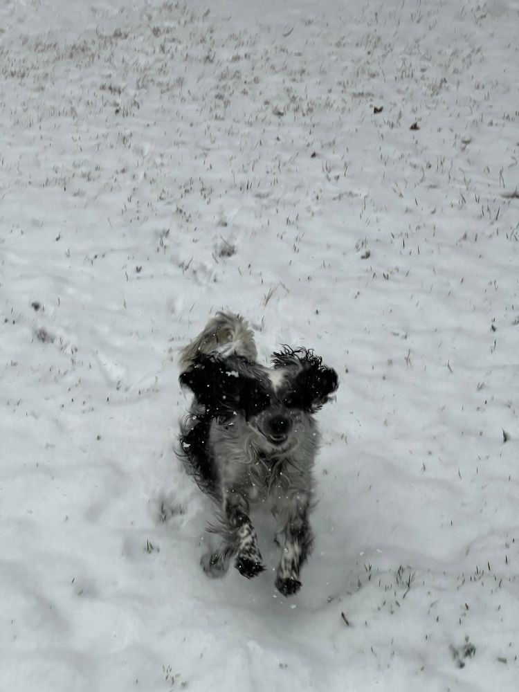 Black and white dog running toward the camera through the snow
