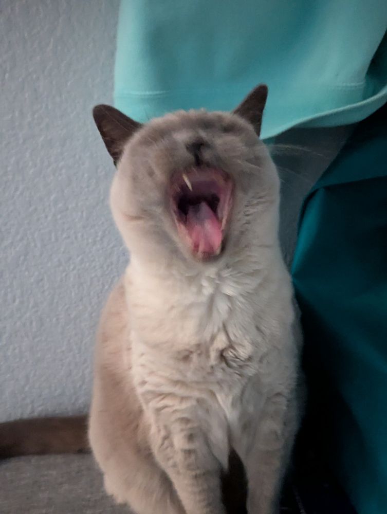 Blurry photo of my gray and white cat Anya yawning really big and looks like she's screaming. She's so stinky. I love her 