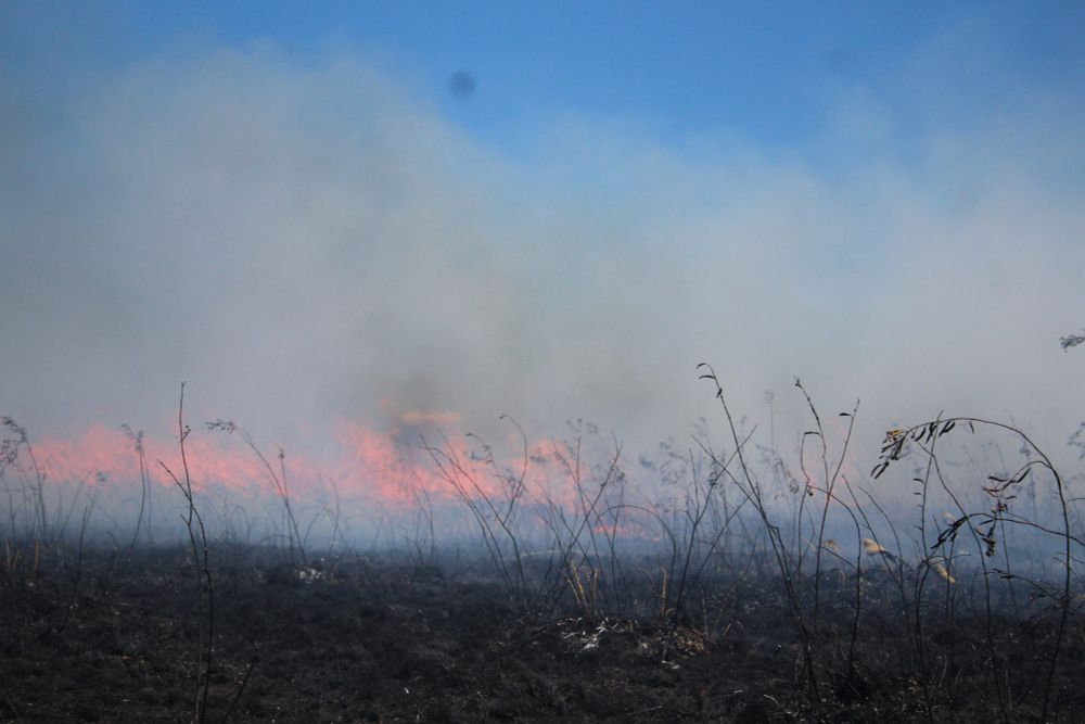 Brasil queimou 11 milhões de hectares entre janeiro e agosto de 2024 - IPAM Amazônia