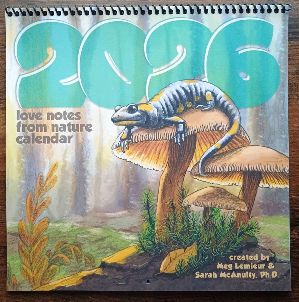 2026 Love Notes from Nature calendar. Cover shows a dark lizard with yellow and white splotches sitting on top of a tan mushroom. There are 2 smaller mushrooms in the grouping with a green ground cover plant at the base and a single yellow leaf. The background is a forest with faint trees in the far background and grass and one yellow-leafed plant in the near background.