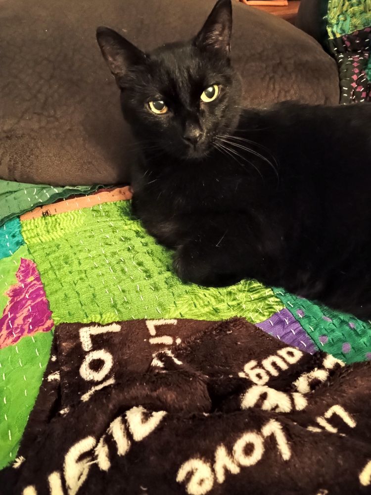 Shorthaired black cat with pretty green gold eyes. He's on his side, paws tucked under, looking at the photographer. He's laying on a brown couch on top of a cover made from colorful patchwork pieces of sari material mostly in shades of green. There is also a fuzzy brown blanket in the foreground with white writing. One of the words is Love. The other words are only partially seen 