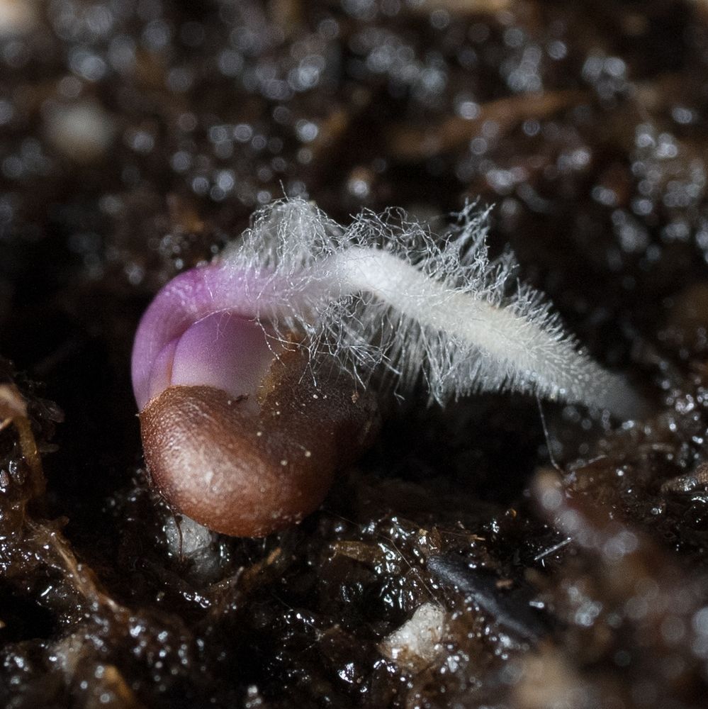 Kale seedling light purple half still wrapped in a seed coat, upside down, white root tip covered in fine hairs and poking into the soil. The soil is too wet but I'm on it 👍