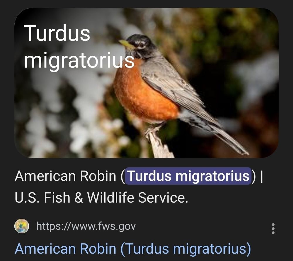 A photo showing the American Robin and its scientific name Turdus migratorius. Referencing the US fish and wildlife service 