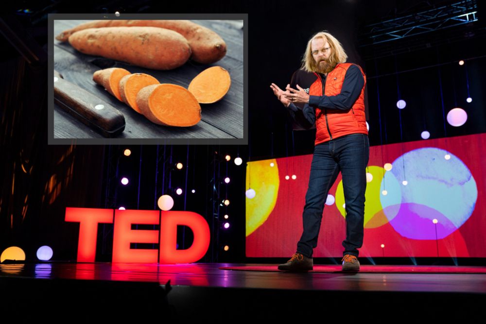 Weeder on the TED talk stage wearing a red puffy vest, hands up as if cradling a fantastic idea while he shares insight. There is a slide of sweet potatoes whole and sliced in round on display 