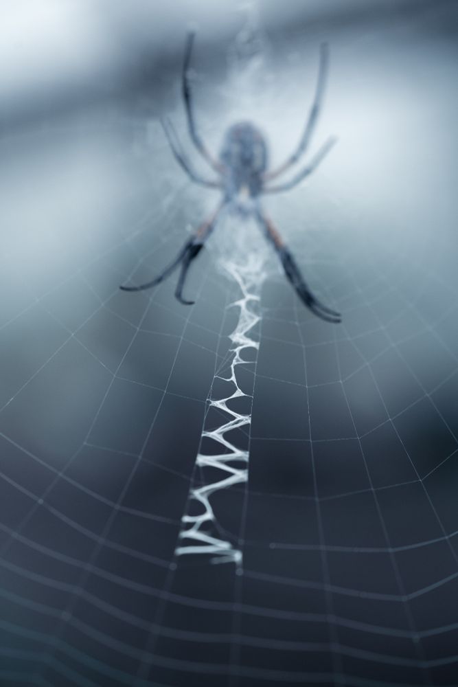 Orb Weaver seen from back of web, underside of spider visibile at center but out of focus, just the tips of her front legs becoming sharper as they near the focal plane across a zig zag of webbing descends toward the viewer down the more concentric circled main webbing. It's the POV of a bug who must realize it's over 