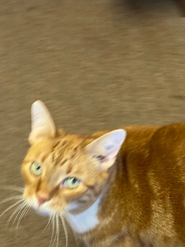 orange cat looking at me