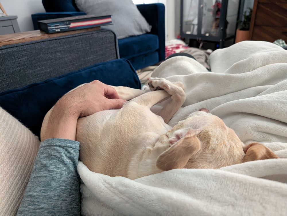 Mr. Finch, a tan Whippet Terrier mix dog, sleeping soundly on a white blanket snuggled up next to his hoodad.