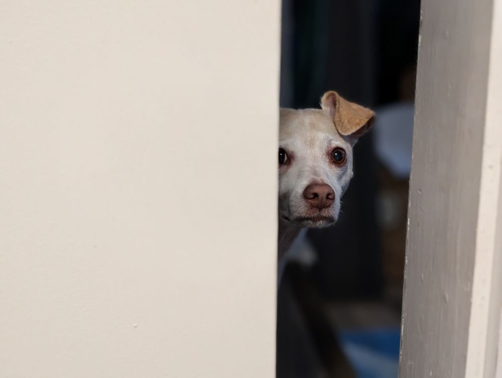 Mr. Finch, an Italian Greyhound dog, peeks through a doorway.