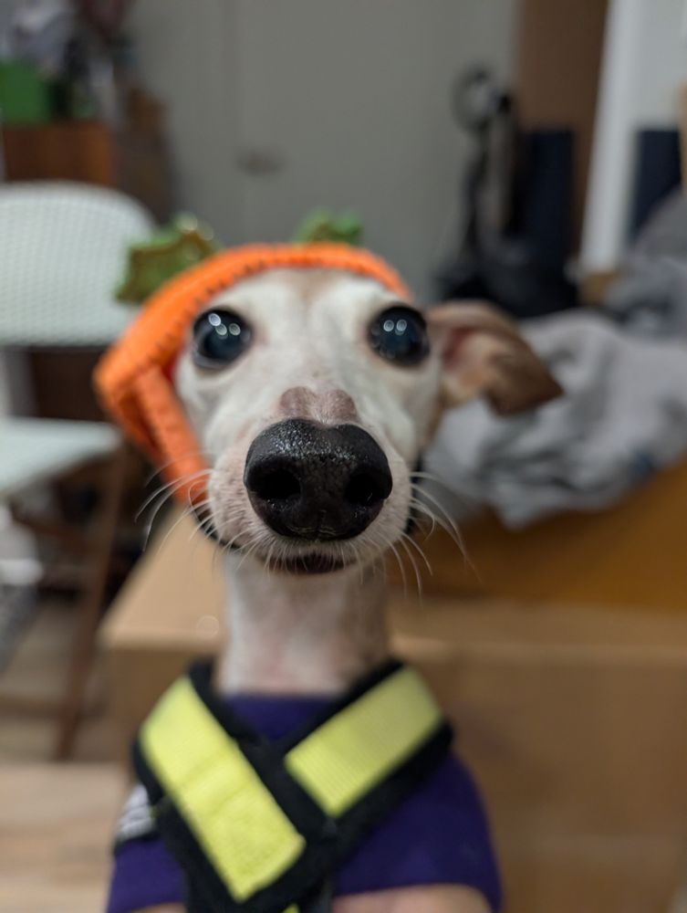 Miss Bennet, a brown Italian Greyhound dog, looks directly into the camera with a purple fleece and orange cap. 