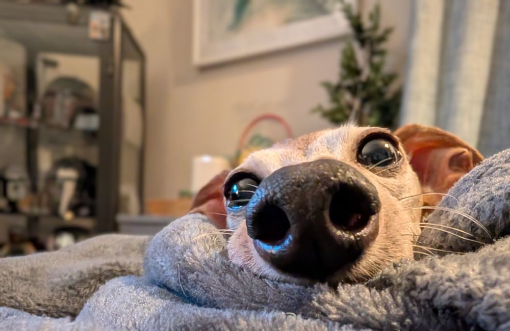 Miss Bennet, an Italian Greyhound dog, rests her head on her throne of blankets ready for a boop! 