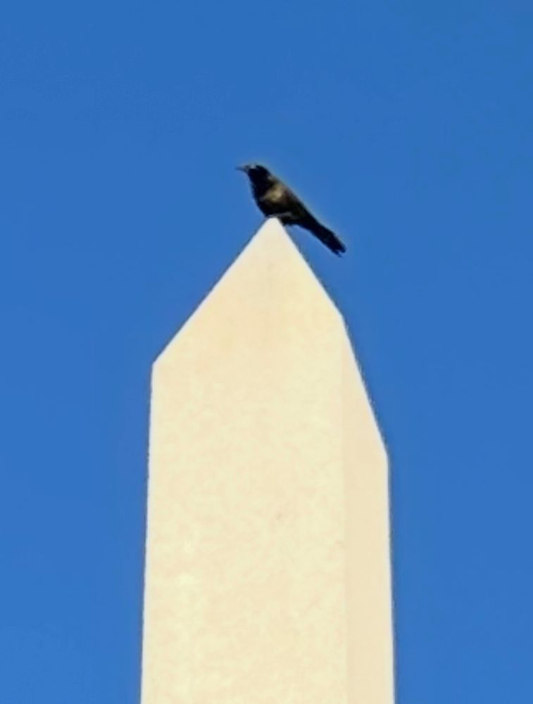 Bird sitting on top of an obelisk under a blue sky.
