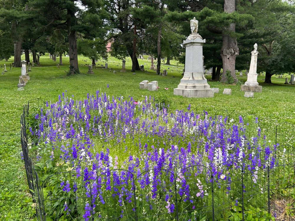 Blue and purple flowers growing in a cemetery garden