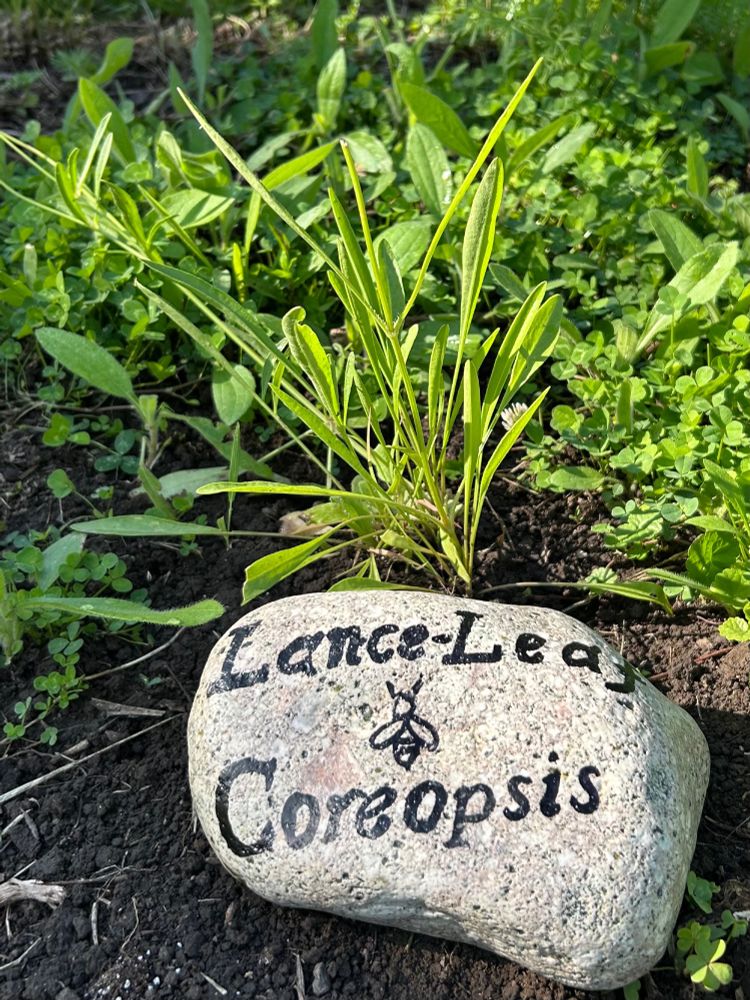 Rock with plant identification, Lance-leaf Coreopsis.