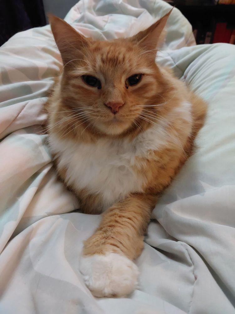 A fluffy ginger cat in loaf with one front paw extended. He's on a white doona. He's staring into the camera. 