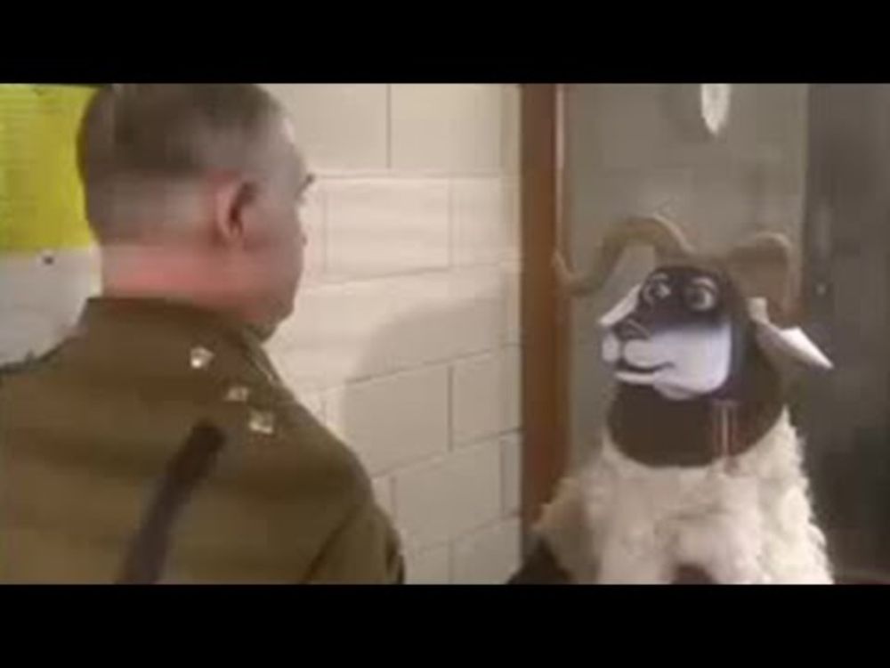 Introducing Harris | Combat Sheep | BBC Studios