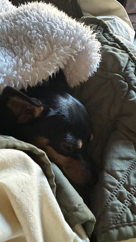 Ravioli the chihuahua snuggled up in a blanket