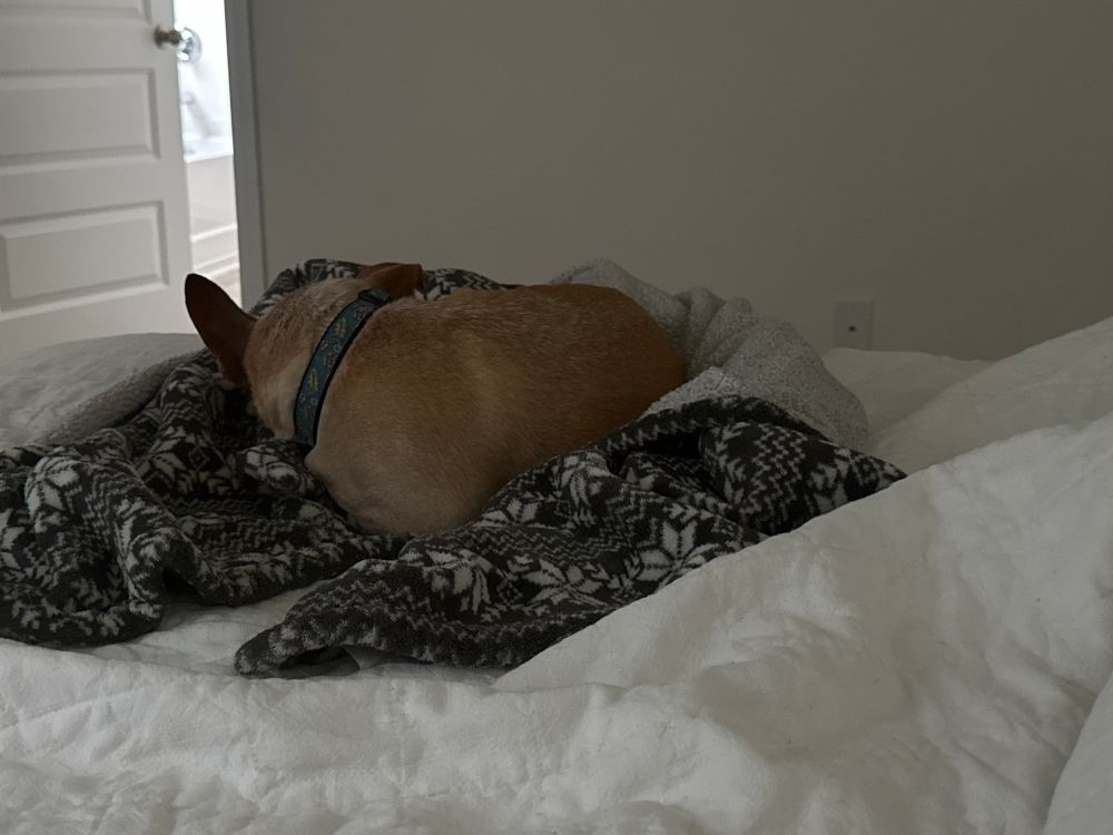 Dog sleeping on a blanket on top of a bed